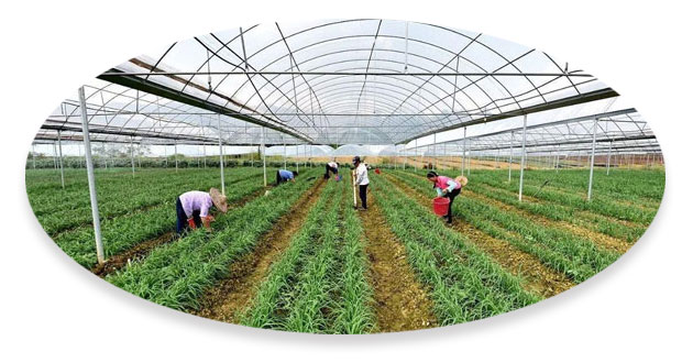 價(jià)格優(yōu)勢(shì)粵崗蔬菜配送